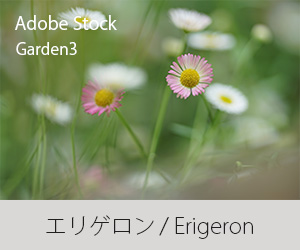 エリゲロン / Erigeron