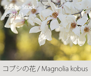 コブシの花