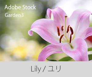 アイキャッチ：Adobe Stockユリ