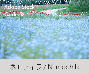 ネモフィラ / Nemophila