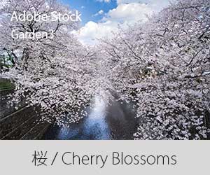バナー：Adobe Stock桜の花