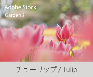 チューリップ / Tulip