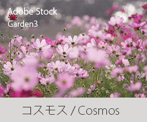 アイキャッチ：Adobe Stockコスモス