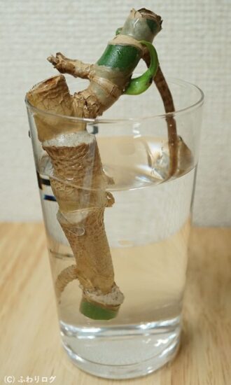 挿し穂つくり直後