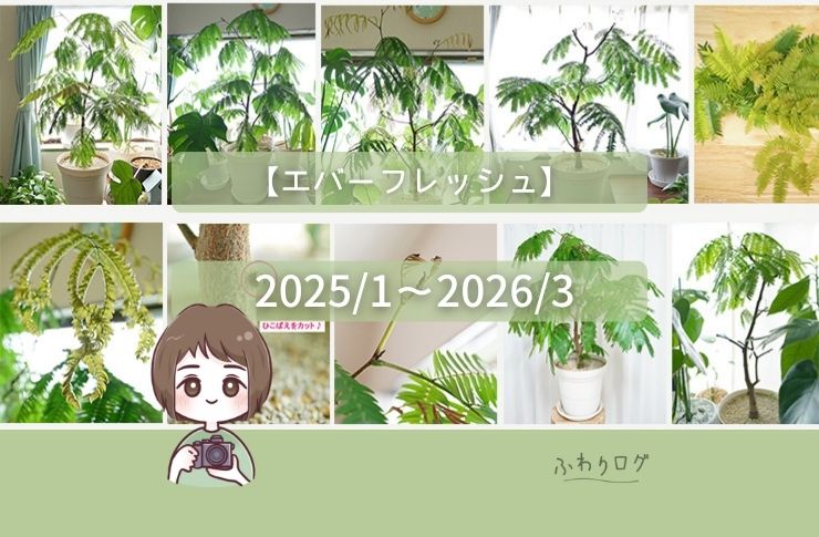 エバーフレッシュ】2025年1月から2026年3月まで14ヶ月間の栽培記録