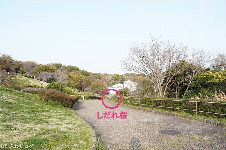 しだれ桜を目指してGO!