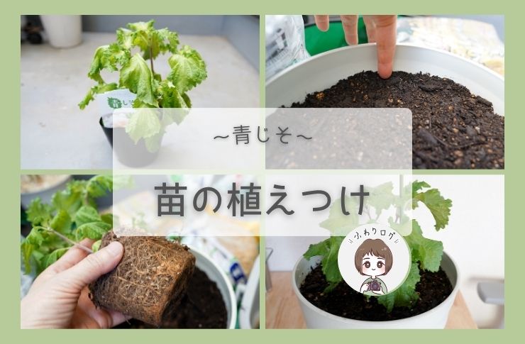 青じそ】栽培記録1. 苗の植えつけの様子 [2026年6月]